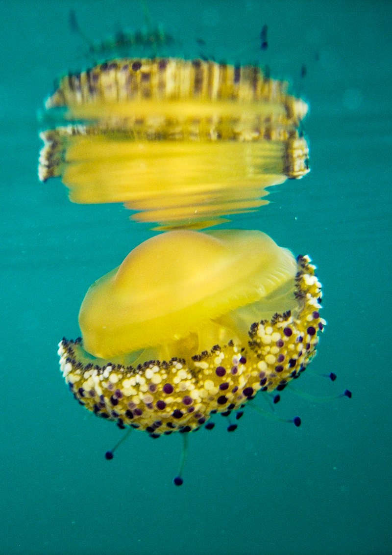 oeuf au plat